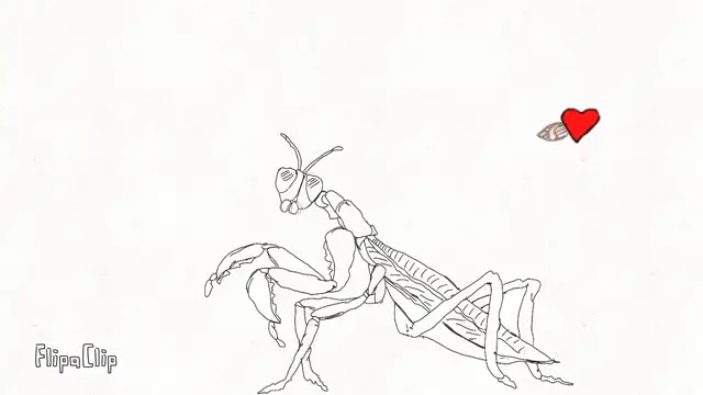 Bug animation