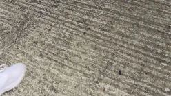 Daniel Finds A Gun (continuity)