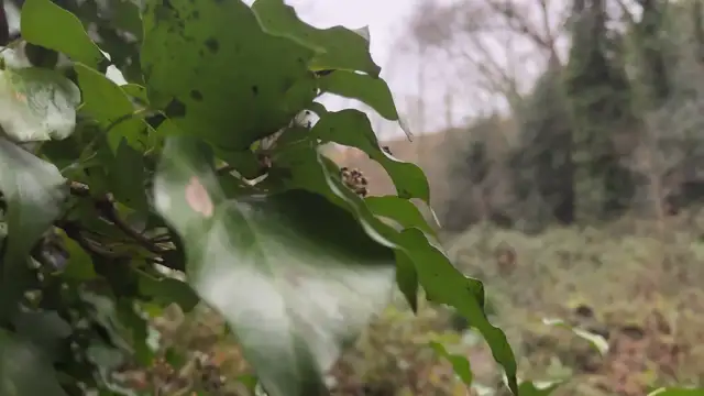 Away with the fairies