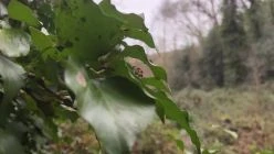 Away with the fairies